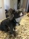 Chihuahua Puppies for sale in Chesterfield, VA 23832, USA. price: NA