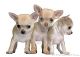 Chihuahua Puppies for sale in 58503 Rd 225, North Fork, CA 93643, USA. price: NA