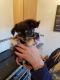 Chihuahua Puppies for sale in Portland, ME, USA. price: NA