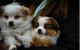 Chihuahua Puppies for sale in Carrollton, TX, USA. price: NA
