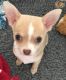 Chihuahua Puppies for sale in Houston, TX 77001, USA. price: NA