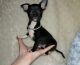 Chihuahua Puppies for sale in Naples, FL 34112, USA. price: NA