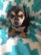 Chihuahua Puppies for sale in Berrien Springs, MI 49103, USA. price: $300