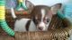 Chihuahua Puppies for sale in Philadelphia, PA, USA. price: $450