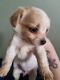 Chihuahua Puppies for sale in Austin, TX 78729, USA. price: $275