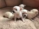 Chihuahua Puppies for sale in Southfield, MI, USA. price: NA