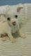 Chihuahua Puppies for sale in Franklin County, PA, USA. price: $400