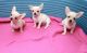 Chihuahua Puppies for sale in Texas Ave, Houston, TX, USA. price: NA