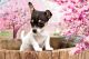 Chihuahua Puppies for sale in Taswell, IN 47175, USA. price: NA