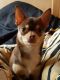 Chihuahua Puppies for sale in Southfield, MI, USA. price: NA