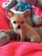 Chihuahua Puppies for sale in El Paso, TX, USA. price: NA