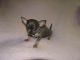 Chihuahua Puppies for sale in Greenville, SC, USA. price: NA