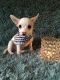 Chihuahua Puppies for sale in Pottsboro, TX 75076, USA. price: NA