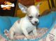 Chihuahua Puppies for sale in Spartanburg School District 03, SC, USA. price: NA