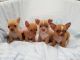 Chihuahua Puppies for sale in Sammamish, WA, USA. price: NA