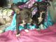 Chihuahua Puppies for sale in Sun City, CA 92585, USA. price: NA