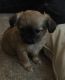 Chihuahua Puppies for sale in El Paso, TX, USA. price: NA