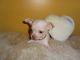 Chihuahua Puppies for sale in Philadelphia, PA, USA. price: $340