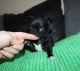Chihuahua Puppies for sale in Nashville, TN, USA. price: NA