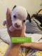 Chihuahua Puppies for sale in Grand Rapids, MI, USA. price: $300