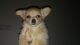 Chihuahua Puppies for sale in Alliance, OH 44601, USA. price: NA