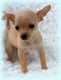 Chihuahua Puppies for sale in Florence, KY, USA. price: NA