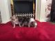 Chihuahua Puppies for sale in Tempe, AZ, USA. price: NA