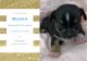 Chihuahua Puppies for sale in North Hills, Raleigh, NC, USA. price: NA