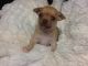 Chihuahua Puppies for sale in El Paso, TX, USA. price: $500