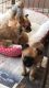 Chihuahua Puppies for sale in Alpharetta, GA, USA. price: NA