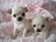 Chihuahua Puppies for sale in Klamath Falls, OR, OR, USA. price: NA