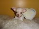 Chihuahua Puppies for sale in White Hall, AR 71602, USA. price: NA