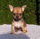Chihuahua Puppies for sale in Hogansburg, Bombay, NY, USA. price: NA