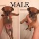 Chihuahua Puppies for sale in Concord, MA, USA. price: NA
