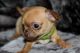 Chihuahua Puppies for sale in Baltimore, MD 21288, USA. price: NA