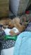 Chihuahua Puppies for sale in Kissimmee, FL, USA. price: $300