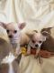 Chihuahua Puppies for sale in Rectortown, VA 20115, USA. price: NA