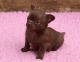 Chihuahua Puppies for sale in White Hall, AR 71602, USA. price: NA