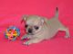 Chihuahua Puppies for sale in Clarks Summit, PA 18411, USA. price: NA