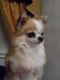 Chihuahua Puppies for sale in West Chester, PA, USA. price: NA