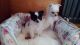 Chihuahua Puppies for sale in Springfield, IL, USA. price: NA