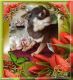 Chihuahua Puppies for sale in Wittmann, AZ 85361, USA. price: NA