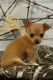 Chihuahua Puppies for sale in Licking, MO 65542, USA. price: $375