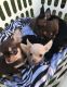 Chihuahua Puppies for sale in Bala Cynwyd, PA, USA. price: NA