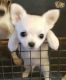 Chihuahua Puppies for sale in NJ-17, Paramus, NJ 07652, USA. price: NA