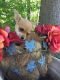 Chihuahua Puppies for sale in Amherst Junction, WI 54407, USA. price: $325