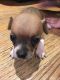 Chihuahua Puppies for sale in Halifax, PA, USA. price: NA