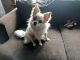 Chihuahua Puppies for sale in Little Valley, NY 14755, USA. price: NA