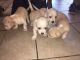 Chihuahua Puppies for sale in Jacksonville, FL 32238, USA. price: NA