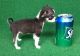 Chihuahua Puppies for sale in San Francisco, CA 94105, USA. price: NA